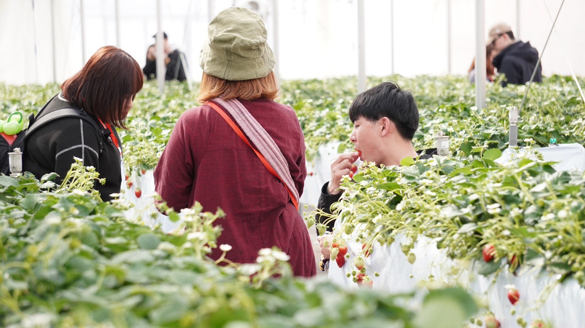 【銀山温泉出発】春の美食チャーター便　いちご狩り＆冷たい肉そば満喫タクシープラン■普通車■